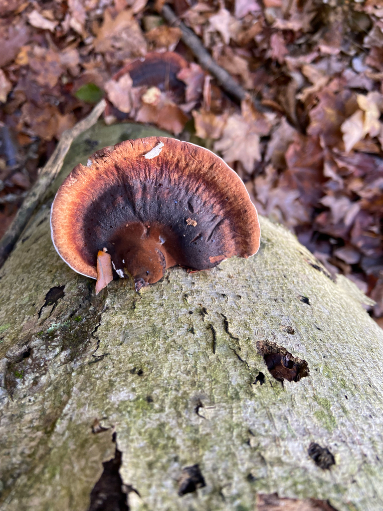 Ischnoderma resinosum · November 2025 · photo: © puppyy (iNaturalist, cc0)