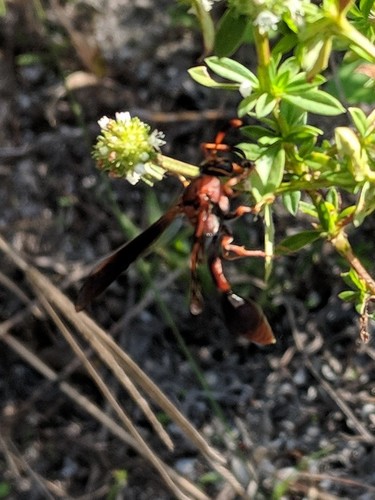 Potter wasp photo 3
