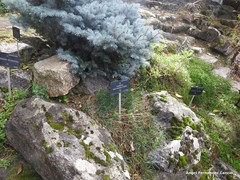 Dianthus gratianopolitanus