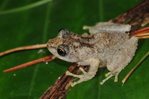 Eiffinger’s Treefrog, Kurixalus eiffingeri