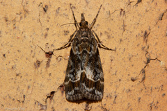 Eudonia legnota