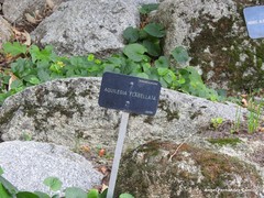 Aquilegia flabellata