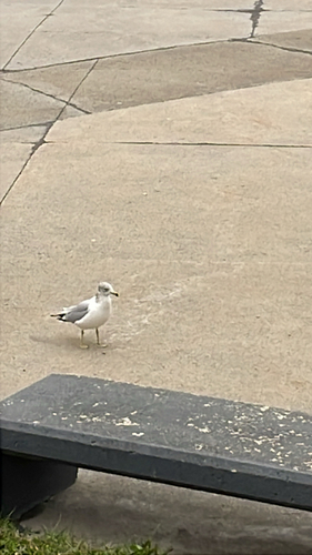 Ring-billed Gull