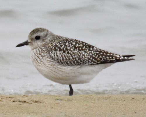 Chorlito gris (Pluvialis squatarola)