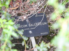 Hypericum balearicum