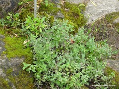 Nepeta racemosa racemosa