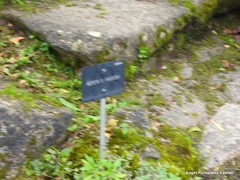 Nepeta racemosa racemosa