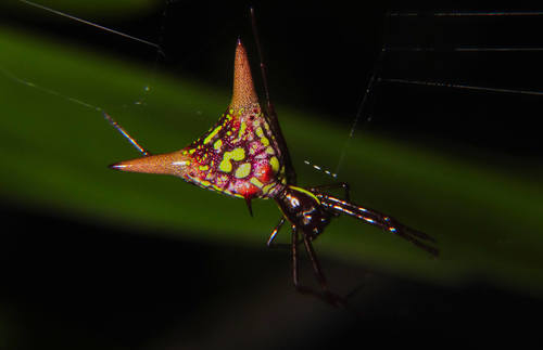 Micrathena sexspinosa