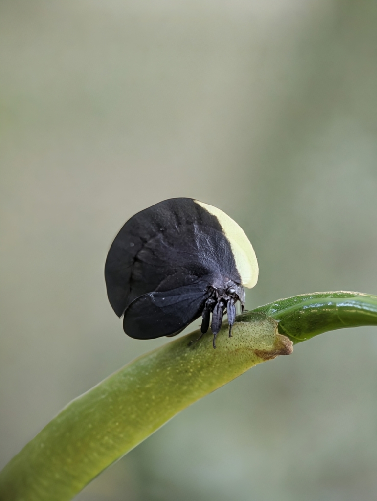 Membracis albolimbata