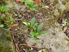 Rhododendron yakushimanum