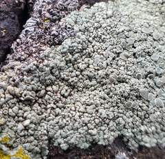 Rhizoplaca opiniconensis