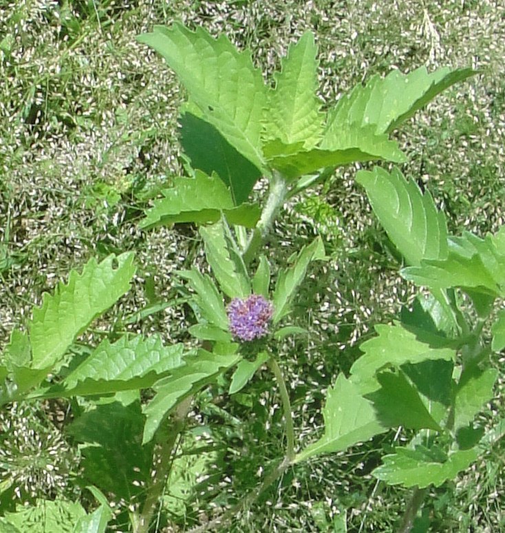 Centratherum punctatum