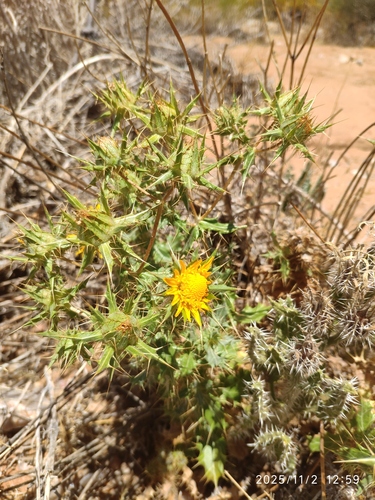 Horrid African Thistle (Berkheya spinosissima)