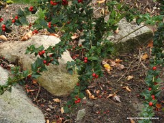 Ilex pernyi