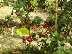 Ilex pernyi