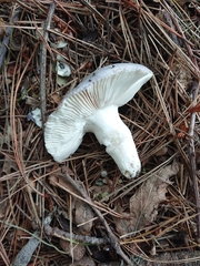 Russula grisea