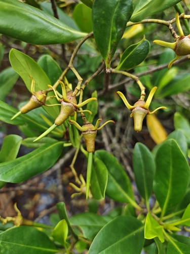 Kandelia obovata iNat (1)