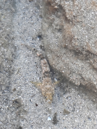 Gobius cobitis
