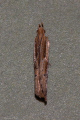 Eutorna symmorpha