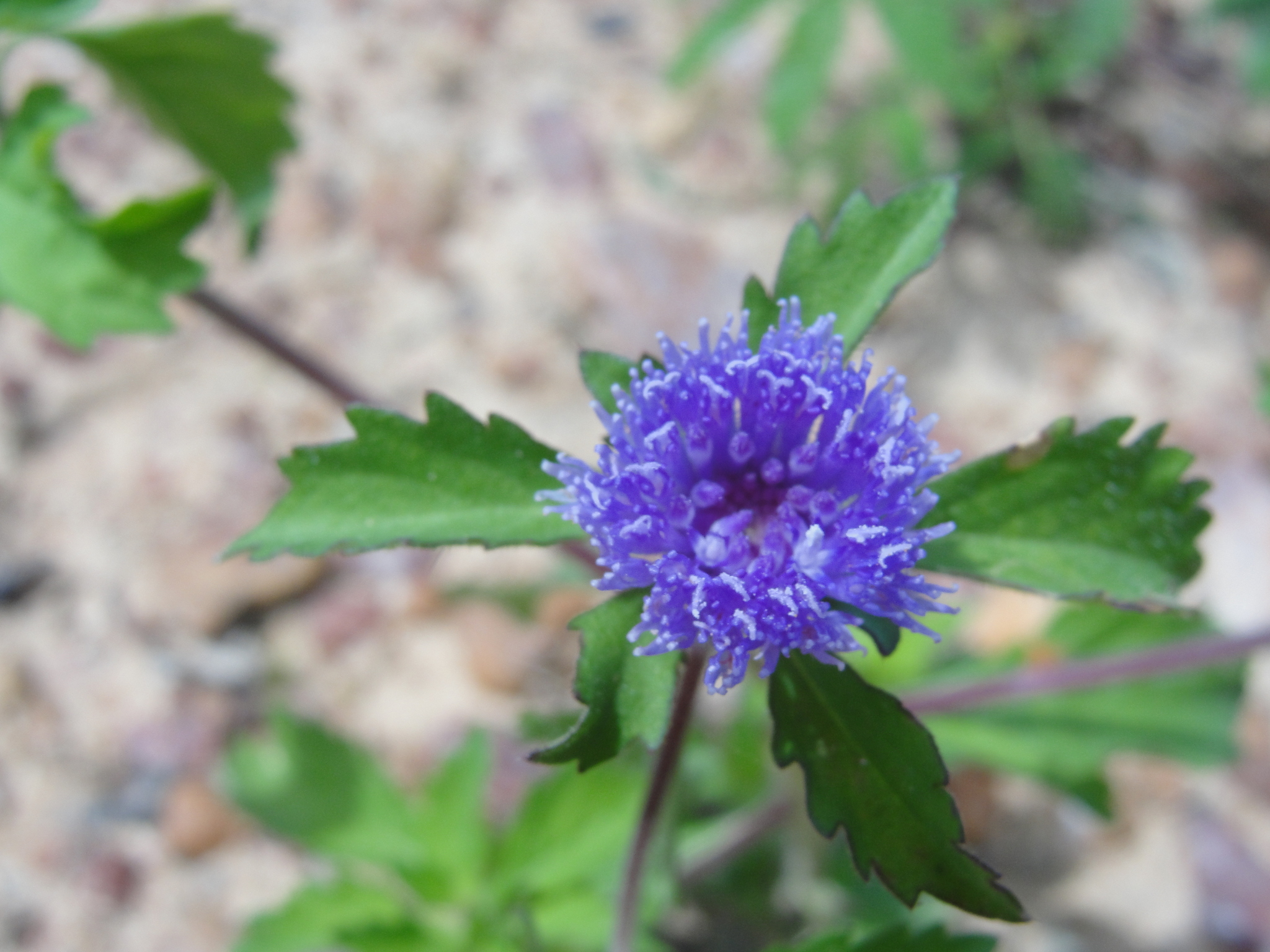 Centratherum punctatum