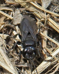 Tachysphex nigerrimus