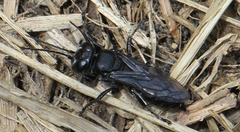 Tachysphex nigerrimus