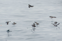 Oceanites gracilis