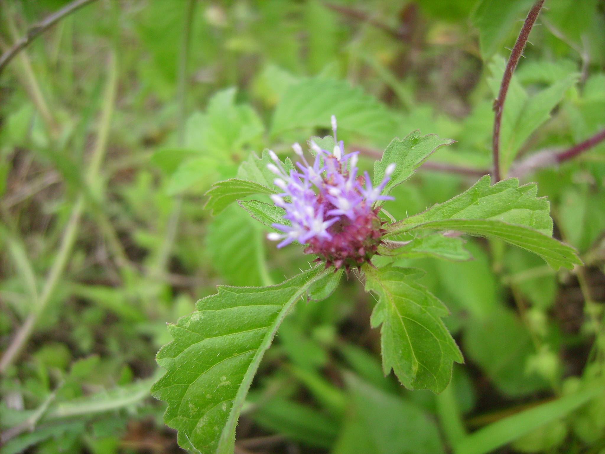 Centratherum punctatum