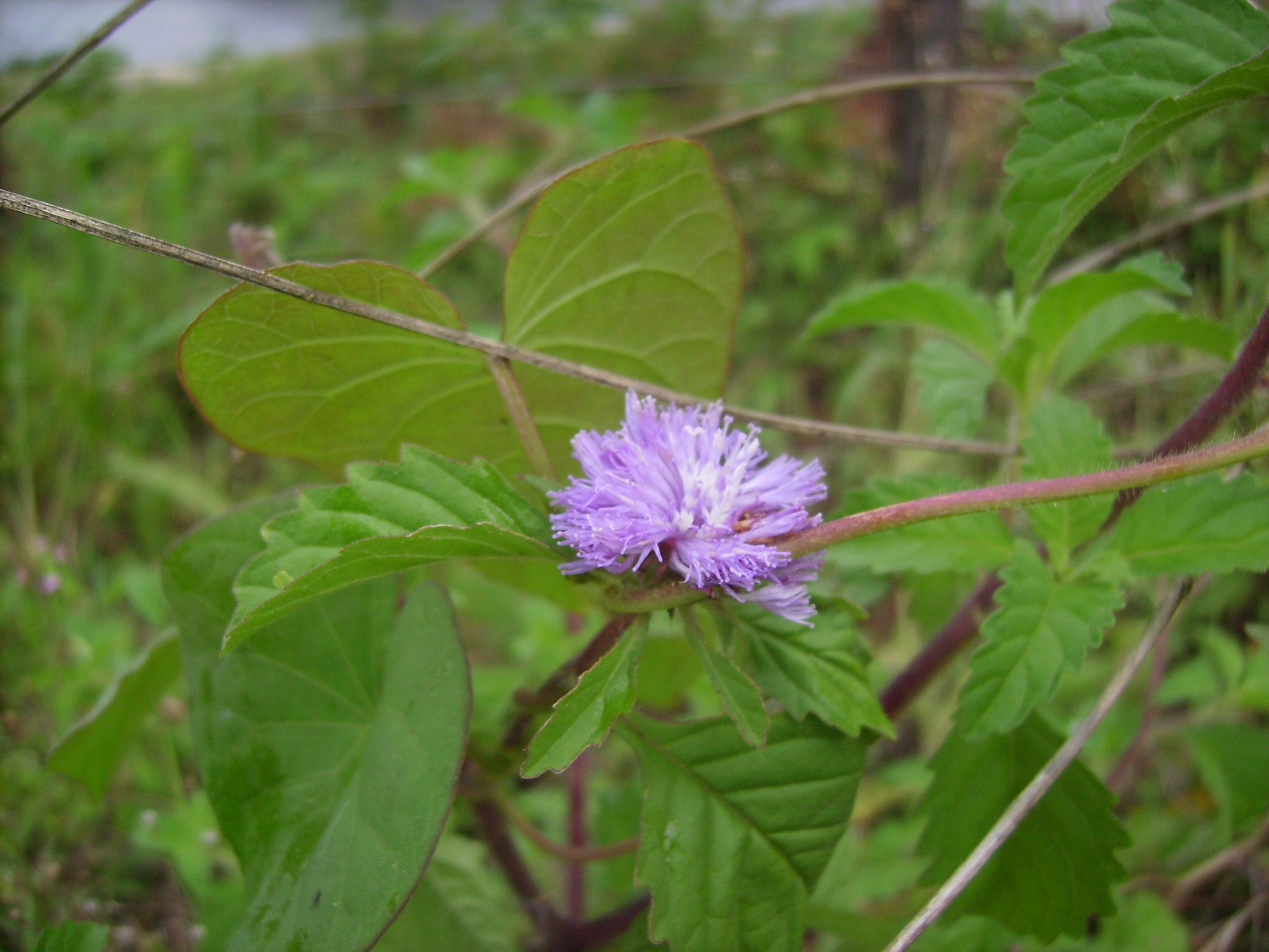 Centratherum punctatum