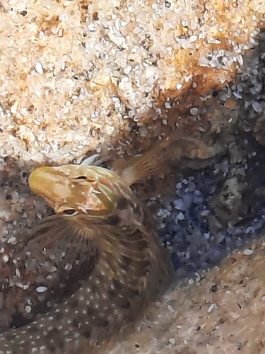 Salaria pavo