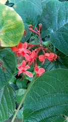 Clerodendrum speciosissimum