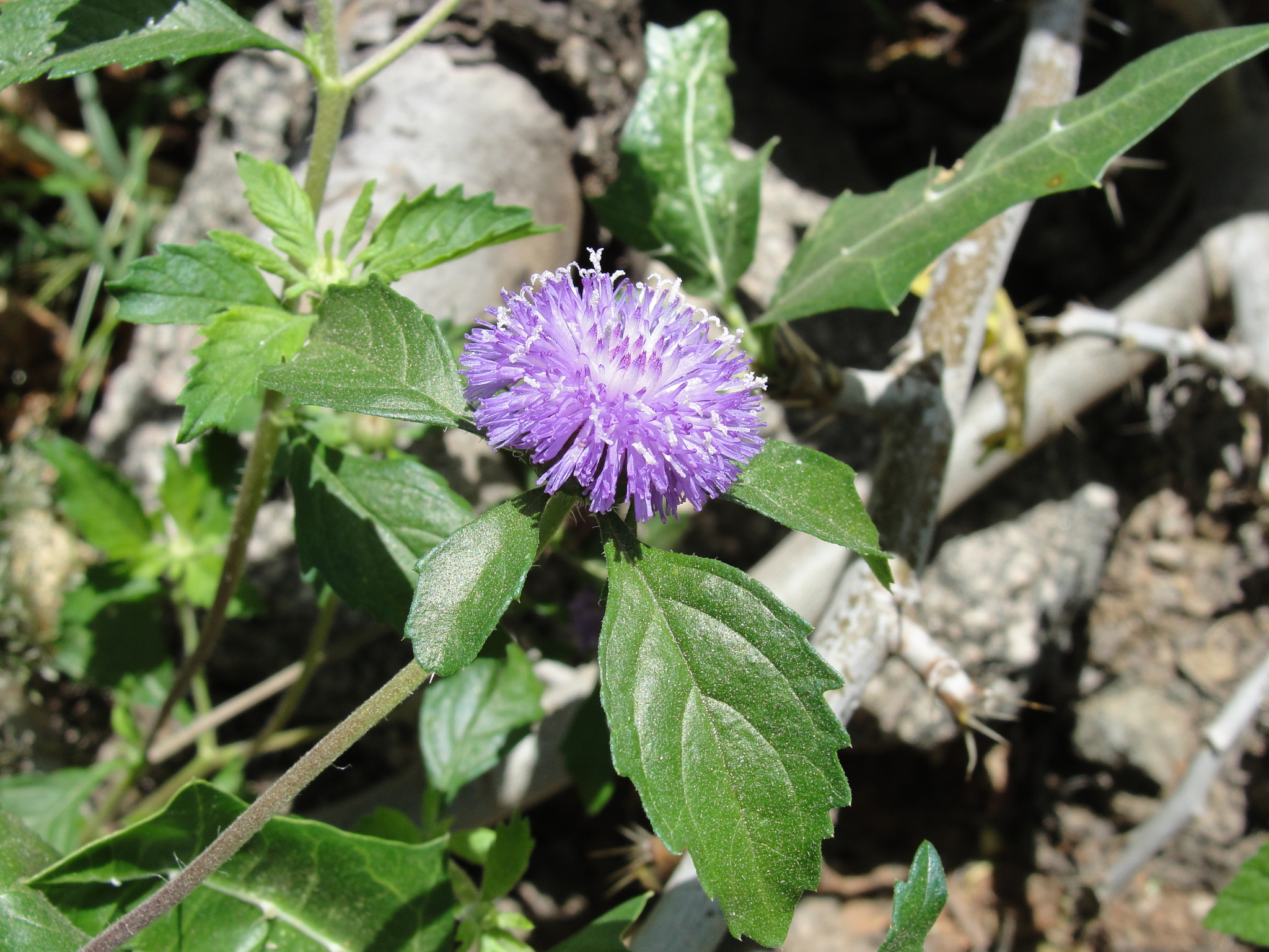 Centratherum punctatum