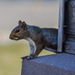Northern Gray Squirrel - Photo (c) Neil DeMaster, some rights reserved (CC BY-NC), uploaded by Neil DeMaster