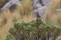 Cnemarchus rufipennis