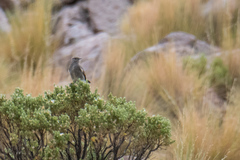 Cnemarchus rufipennis