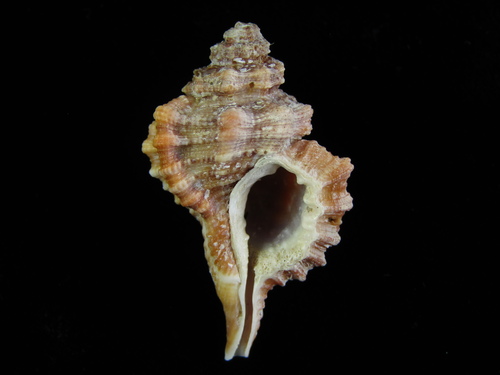 Monoplex exaratus (Reeve, 1844)