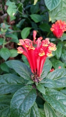 Scutellaria costaricana