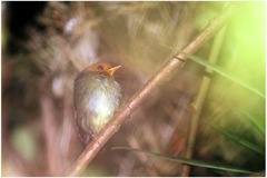 Pseudotriccus ruficeps