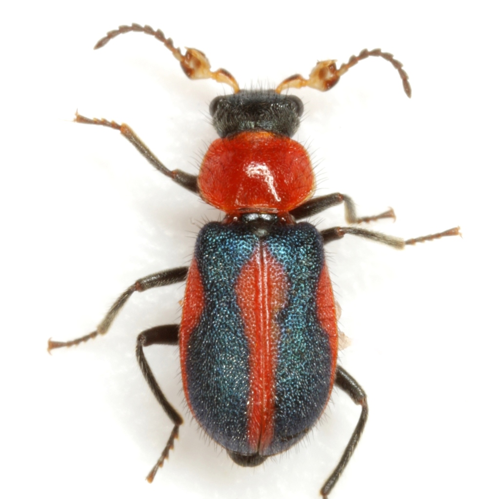 Soft-winged Flower Beetles