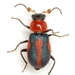 Soft-winged Flower Beetles - Photo (c) Mike Quinn, Austin, TX, some rights reserved (CC BY-NC), uploaded by Mike Quinn, Austin, TX