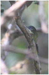 Mionectes striaticollis