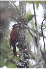 Margarornis squamiger