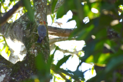 Melanerpes aurifrons