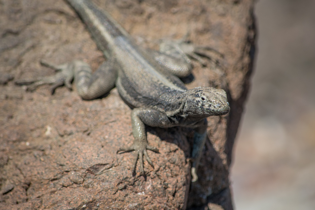 Four-Banded Pacific Iguana