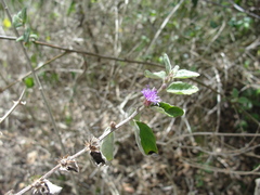 Lepidaploa chalybaea