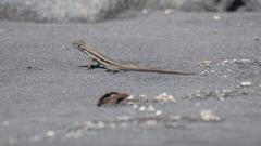 Microlophus quadrivittatus