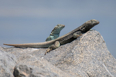 Microlophus quadrivittatus