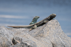 Microlophus quadrivittatus