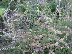 Lepidaploa chalybaea