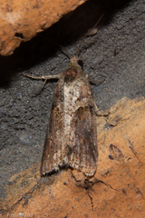 Harmologa
